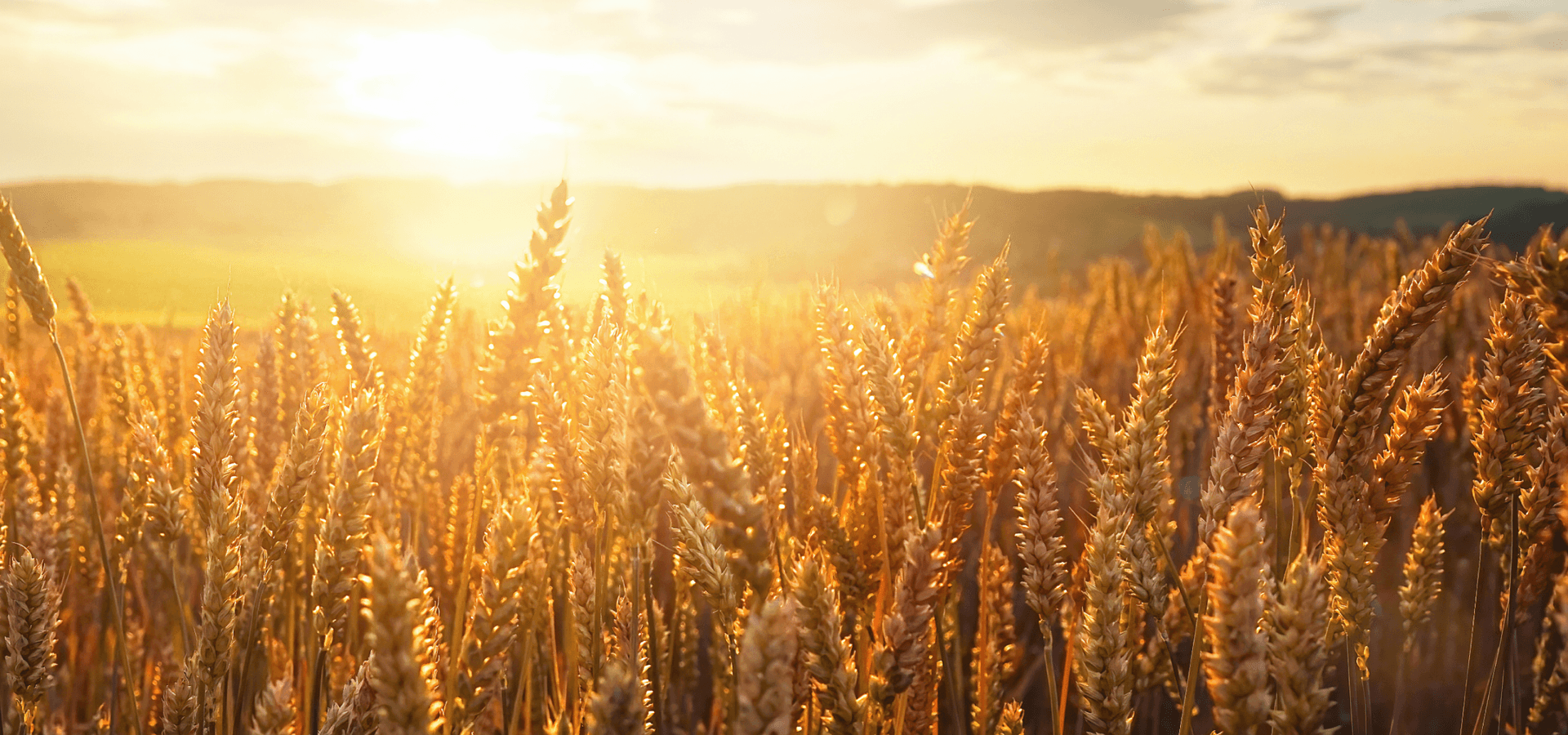 Field of ripe golden wheat in rays of sunlight at sunrise against background of sky with clouds